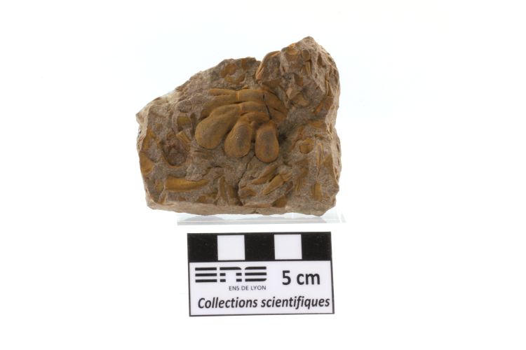 Eccoptochile Cheirurus claviger